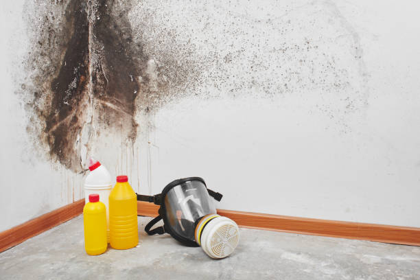 Best Professional Mold Removal  in East Glenville, NY