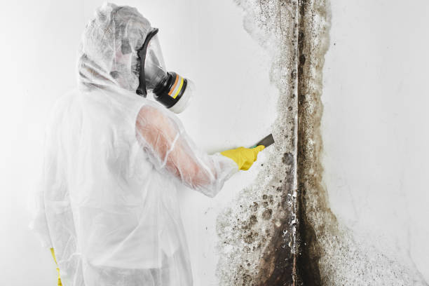 Best Crawl Space Mold Removal  in East Glenville, NY