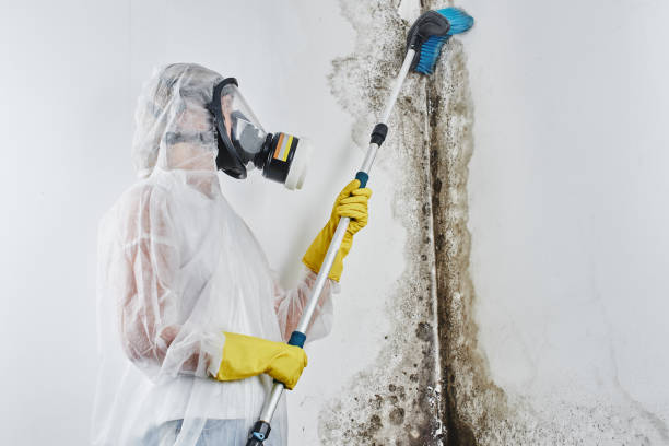 Best Emergency Mold Removal  in East Glenville, NY