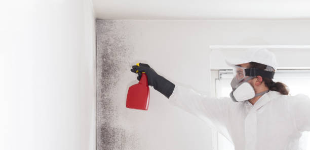 Best Black Mold Removal  in East Glenville, NY