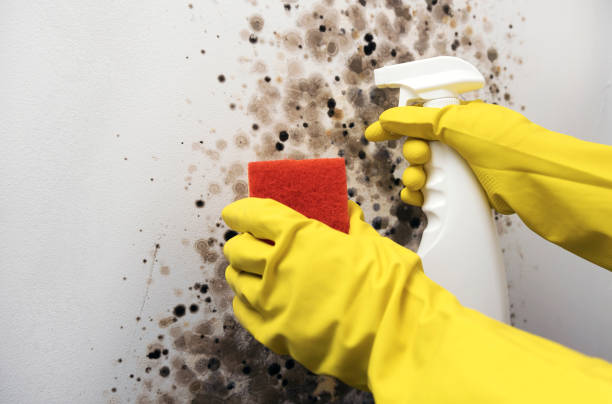 Best Emergency Mold Removal  in East Glenville, NY