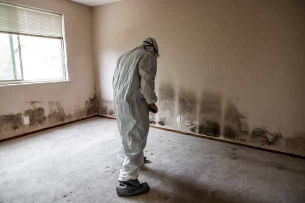 Best Mold Damage Repair  in East Glenville, NY