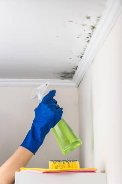 Best Residential Mold Removal  in East Glenville, NY